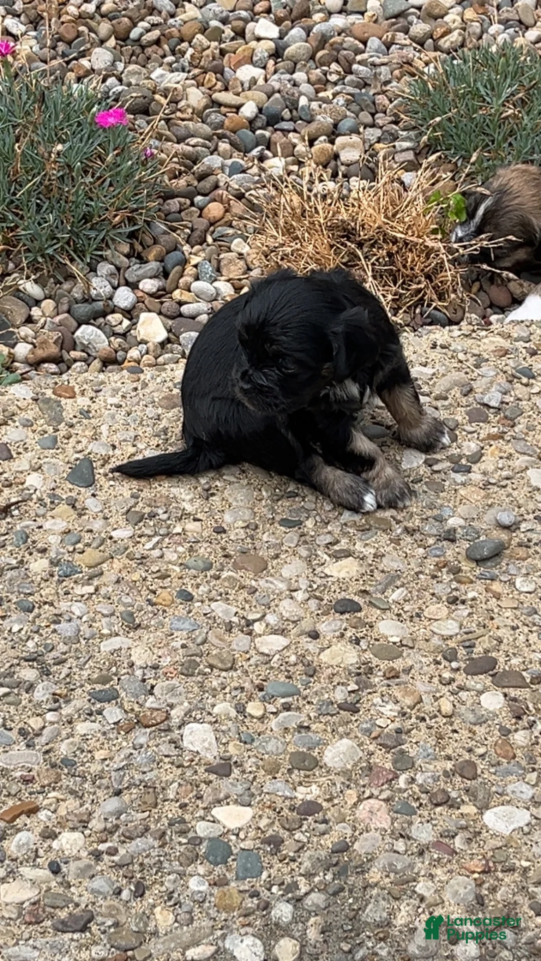Mixed Breed dogs for sale: Mindy Lou  - Ad 2