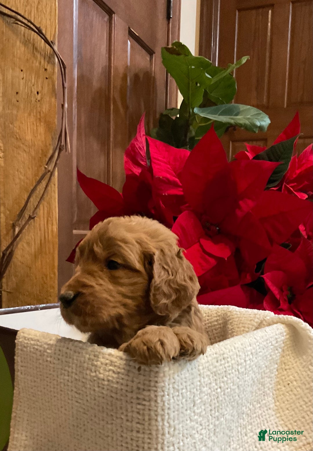 Goldendoodle dogs for sale: Goldendoodle Puppy 4 - Ad 4
