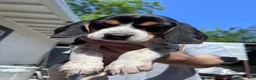 Beagle dogs for sale: Cooper 🧡 - Ad 6
