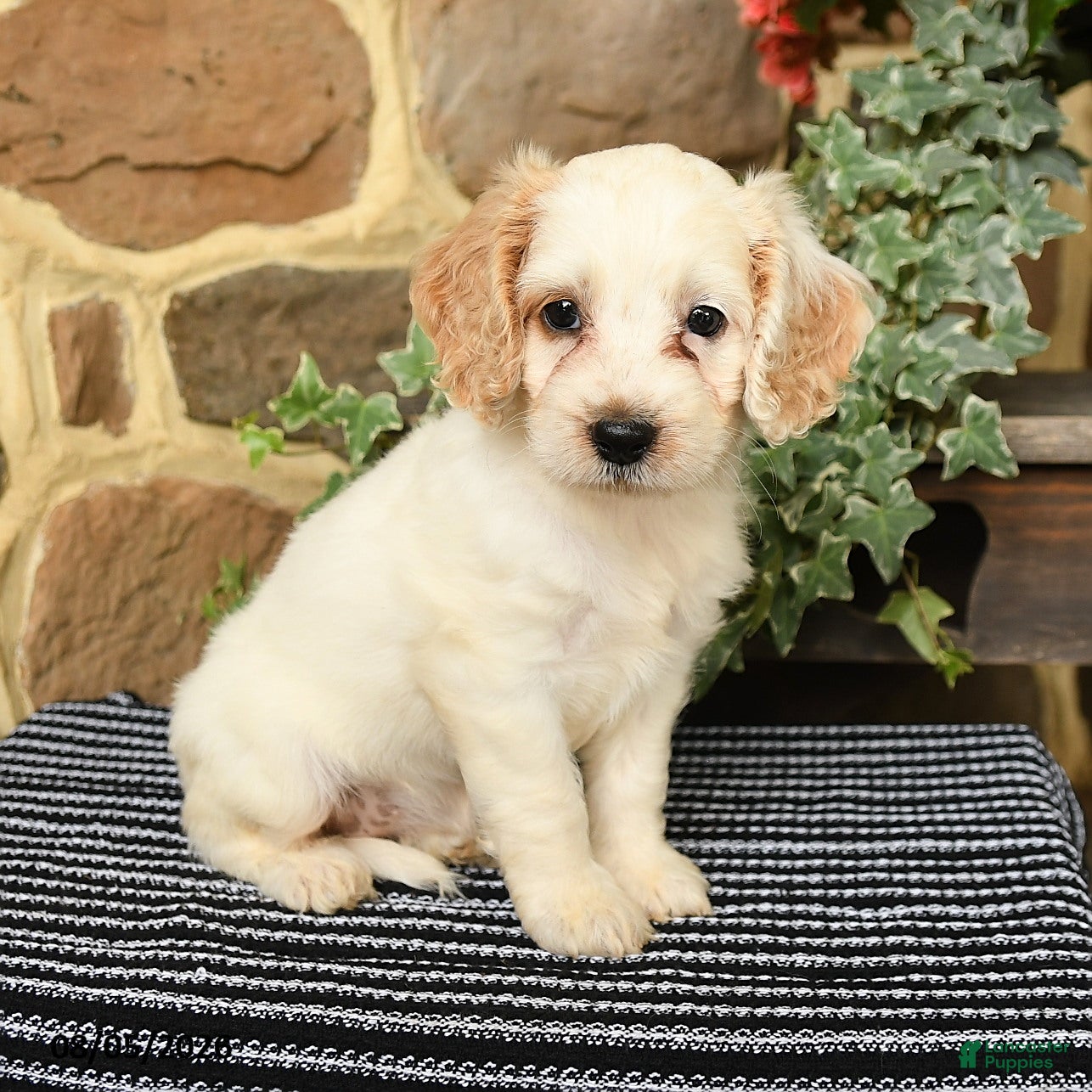 Cockapoo dogs Sugar - Ad 1