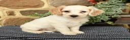 Cockapoo dogs for sale: Sugar - Ad 1