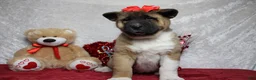Akita dogs for sale: Jill  - Ad 3