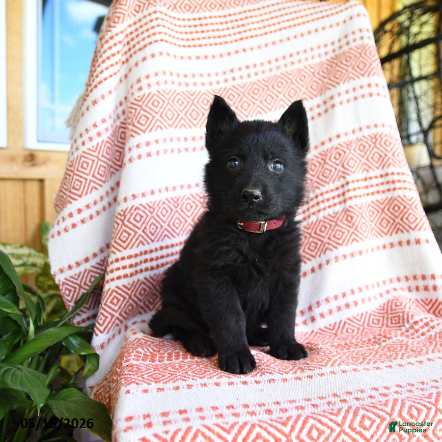 German Shepherd dogs for sale: Tanner - Ad 1