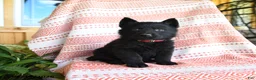 German Shepherd dogs for sale: Tanner - Ad 1