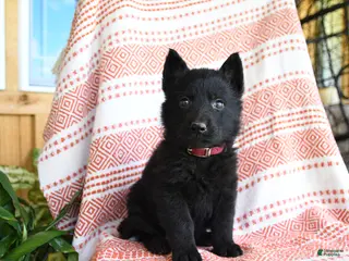 German Shepherd dogs for sale: Tanner - Ad 1