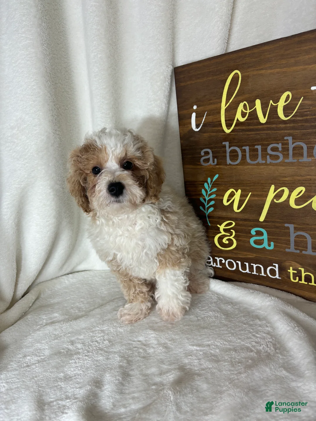 Bernedoodle dogs for sale: Benard - Ad 2