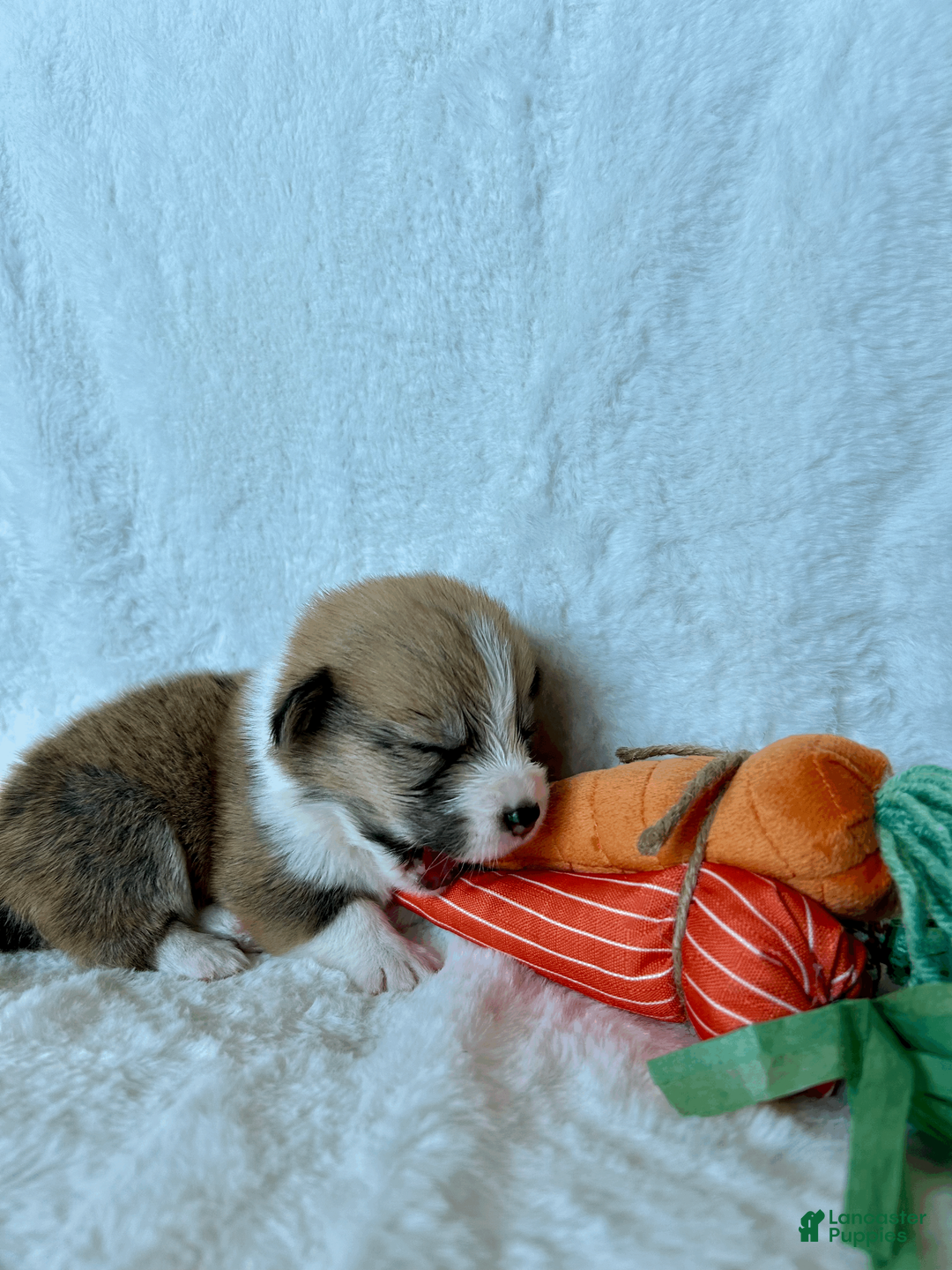 Welsh Corgi Pembroke dogs for sale: Welsh Corgi Pembroke Puppy 8 - Ad 2