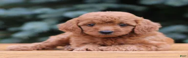Cocoa 