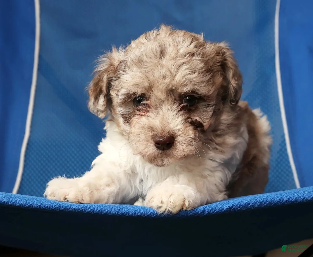 Havapoo dogs for sale: Bella - Ad 7