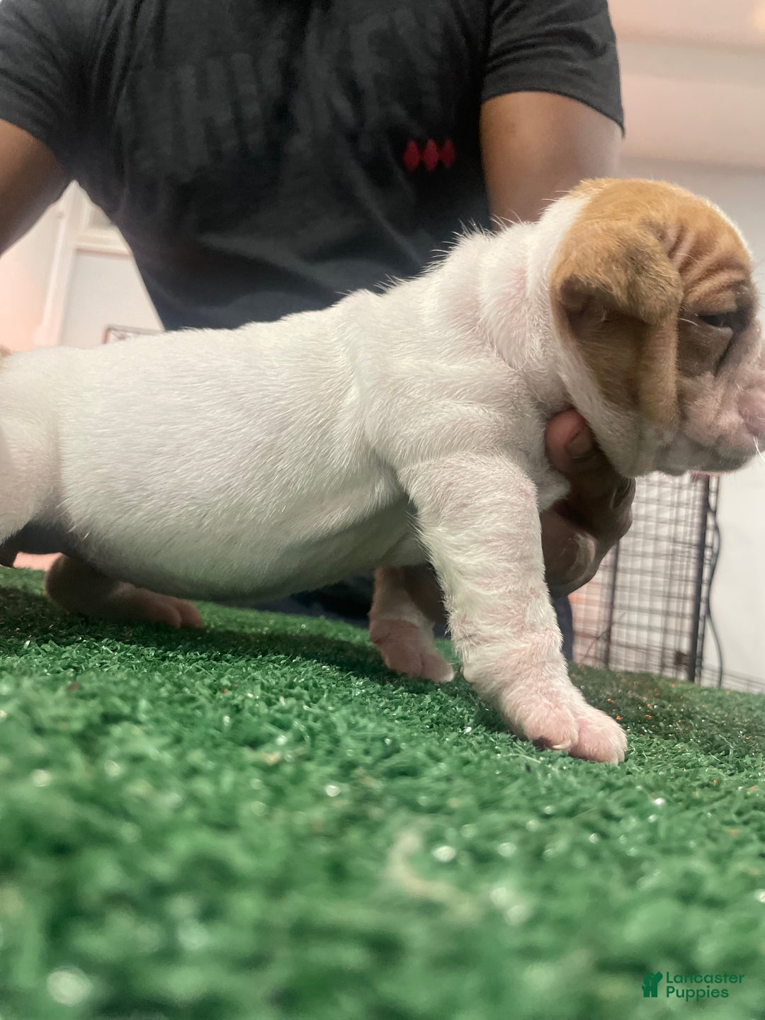 American Bully dogs for sale: American Bully Puppy 3 - Ad 3