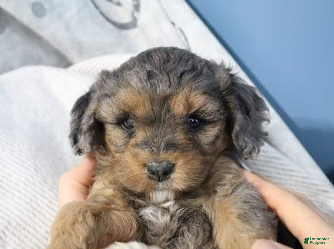Cavapoo dogs for sale: Forrest - Ad 3