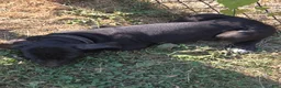 Great Dane dogs for sale: Great Dane 5 Black collar - Ad 5