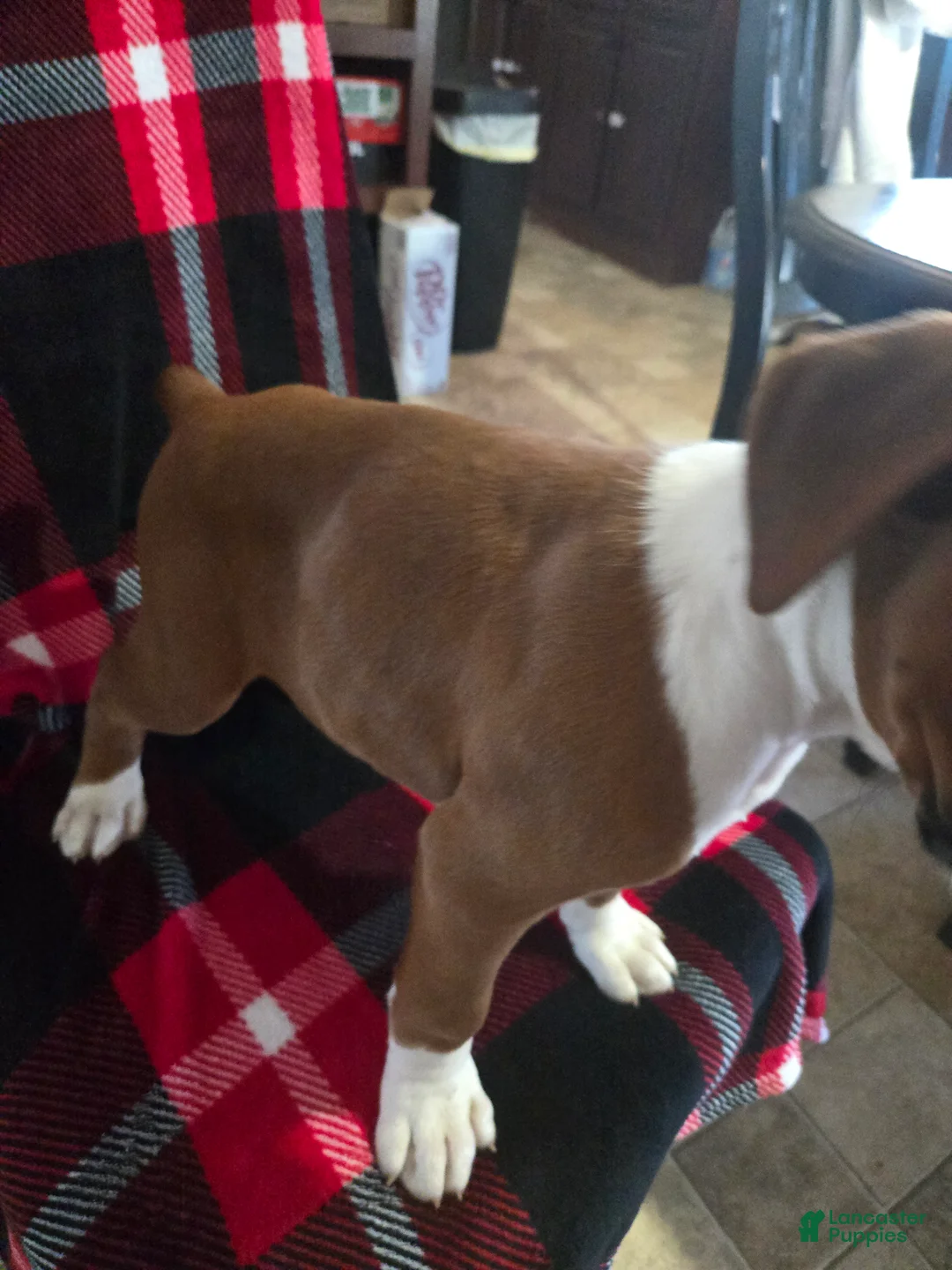 Boxer dogs for sale: Hank - Ad 5