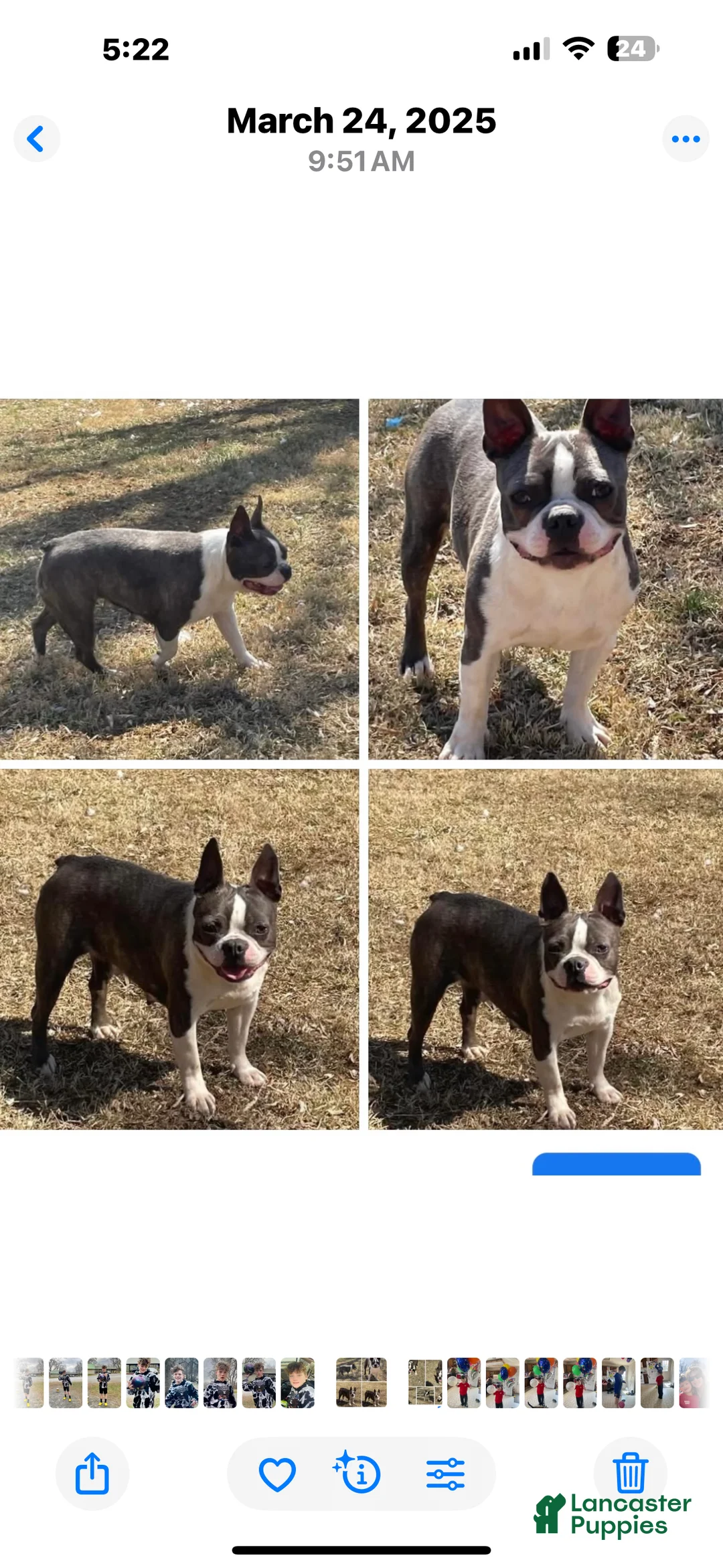 Boston Terrier dogs for sale: Boston Terrier Puppy 1 - Ad 7