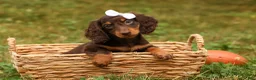 Miniature Dachshund dogs for sale: BRANDY - Ad 12