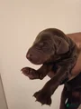 Doberman Pinscher Puppy 7