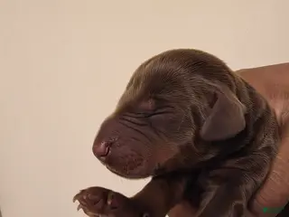 Doberman Pinscher dogs Doberman Pinscher Puppy 7 - Ad 42