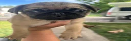 Pug dogs for sale: Pug 4 - Ad 2