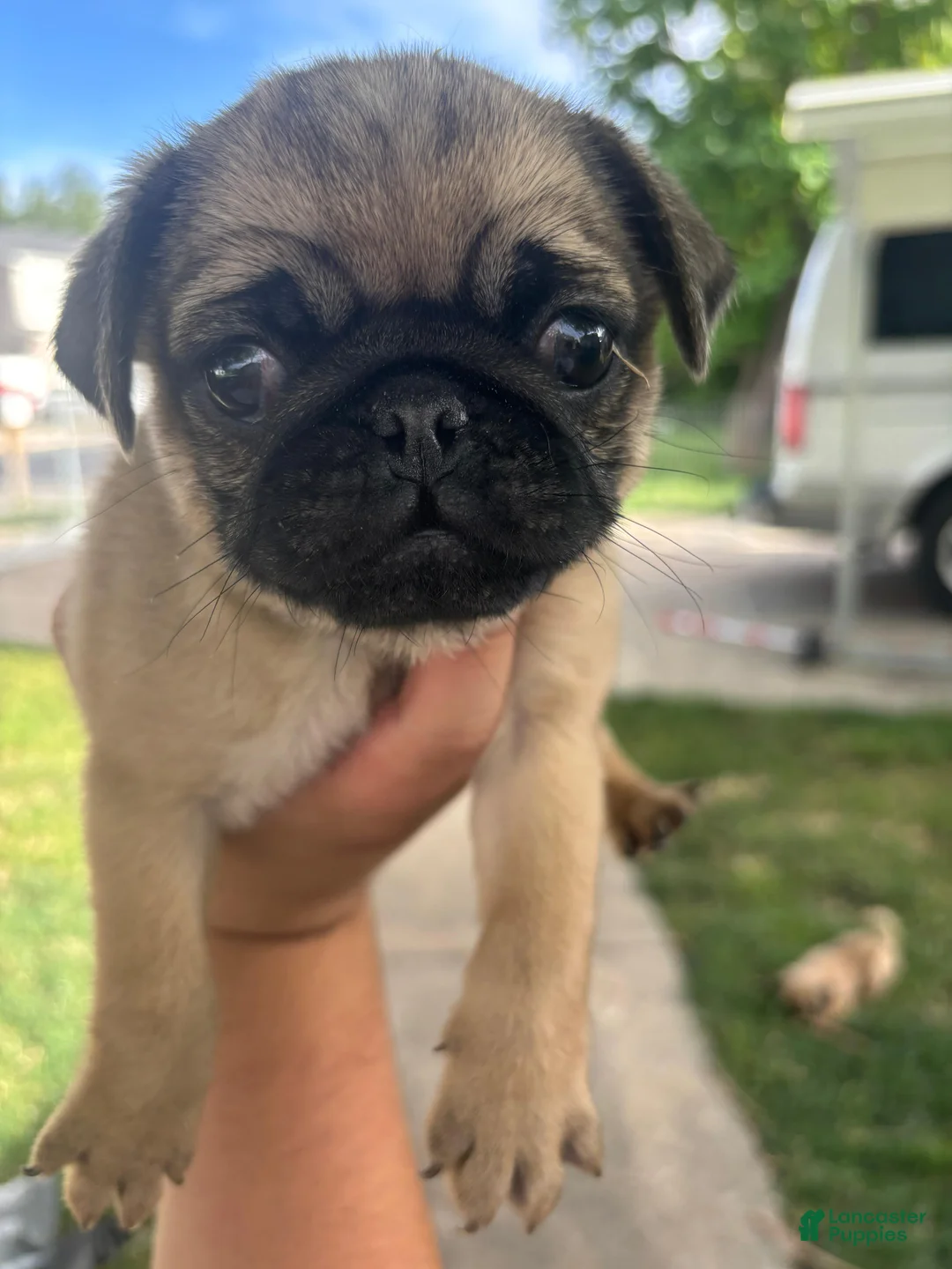 Pug dogs for sale: Pug 4 - Ad 2