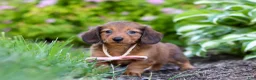 Miniature Dachshund dogs for sale: Allie - Ad 14