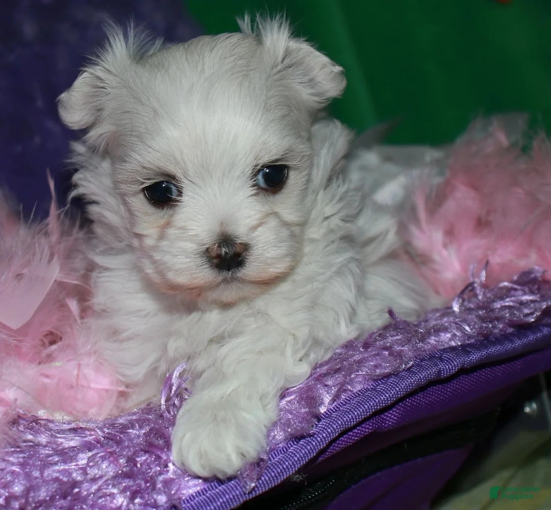 Maltese dogs for sale: Fannie - Ad 5