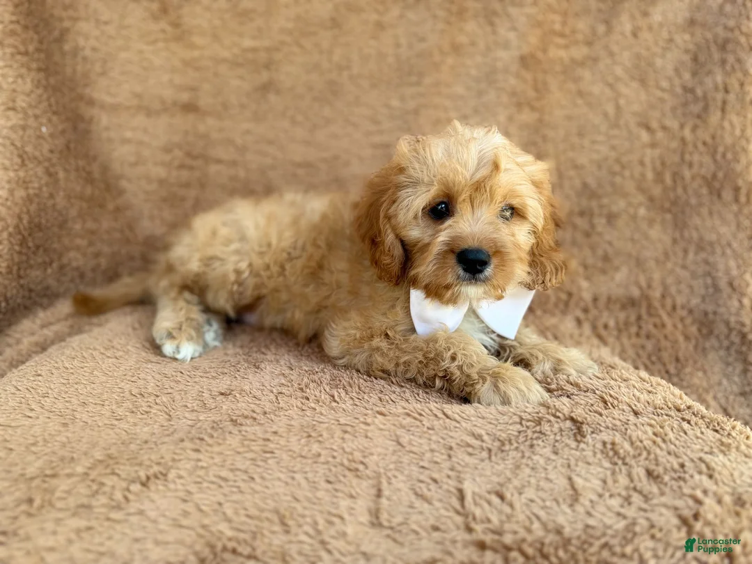 Cavapoo dogs for sale: Crook - Ad 2