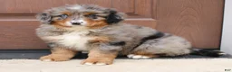 Bernedoodle dogs for sale: Cassie  - Ad 2