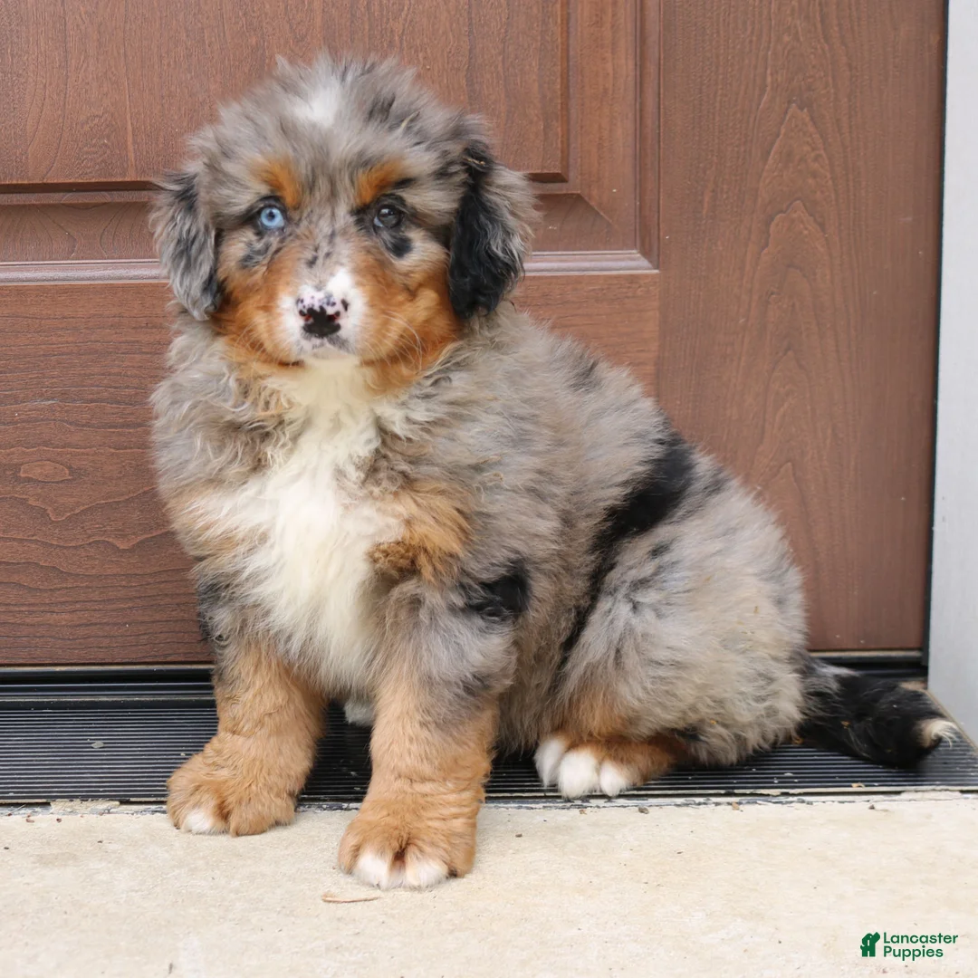 Bernedoodle dogs for sale: Cassie  - Ad 2