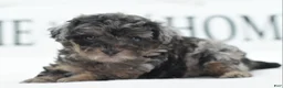 Toy Poodle dogs for sale: Luna - Ad 17