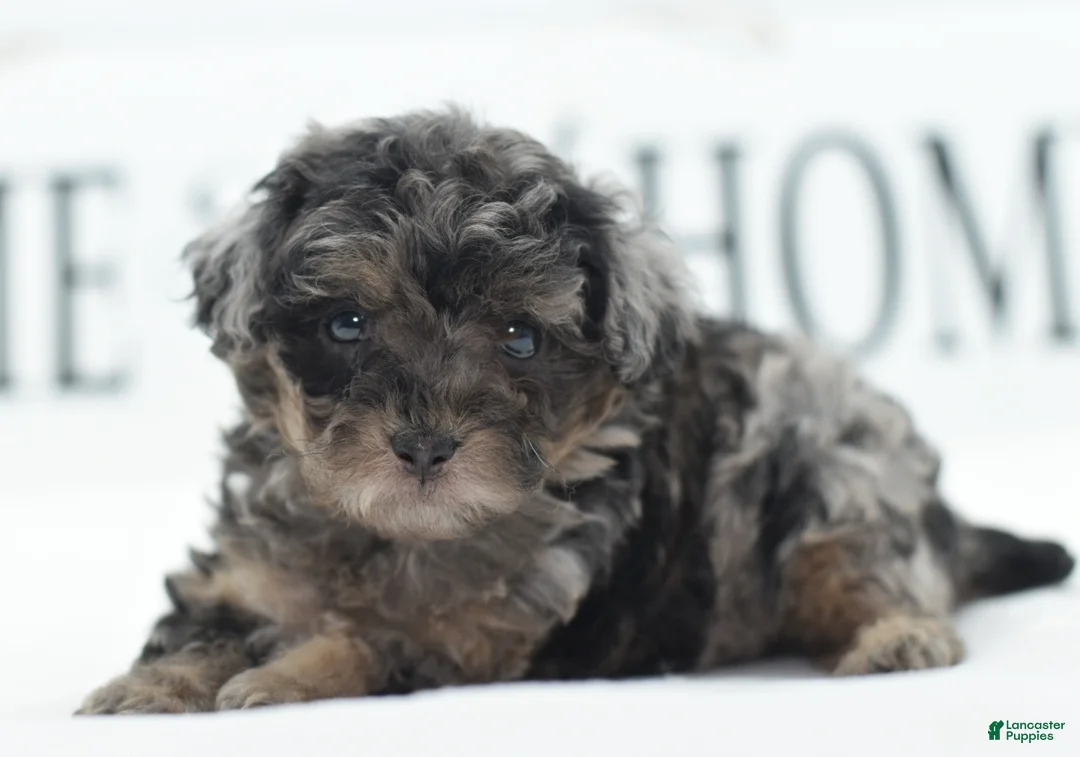 Toy Poodle dogs for sale: Luna - Ad 17