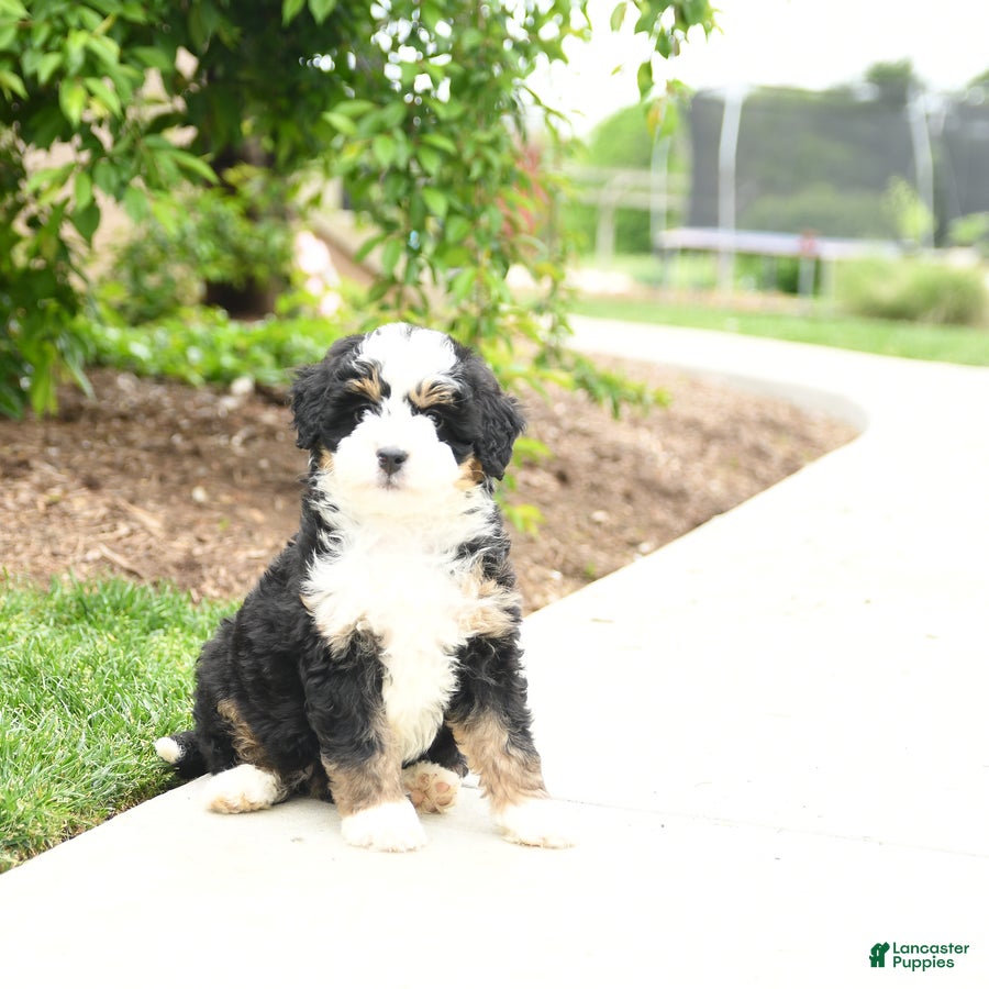 Bernedoodle dogs Bailey - Ad 2