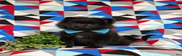Pomeranian dogs for sale: Malik 9 lbs Full Grown - Ad 3