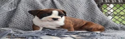 Boxer dogs for sale: Sophie - Ad 10