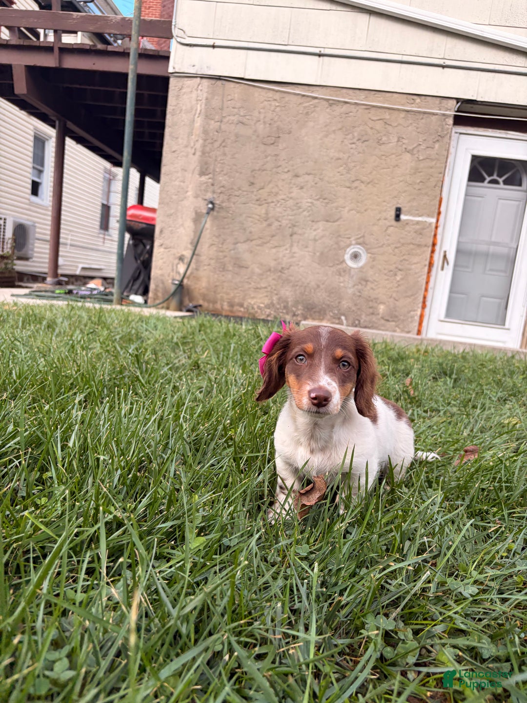 Miniature Dachshund dogs for sale: Nori - Ad 5