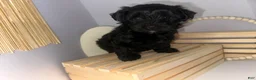 Mixed Breed dogs for sale: Princess  - Ad 9