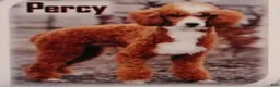 Cavapoo dogs for sale: Bruno - Ad 4
