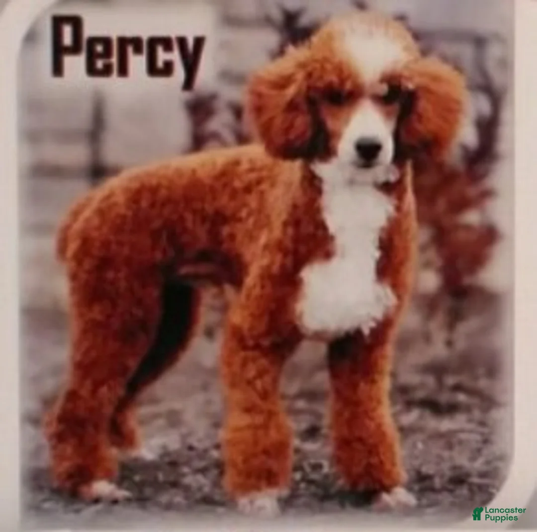 Cavapoo dogs for sale: Bruno - Ad 4
