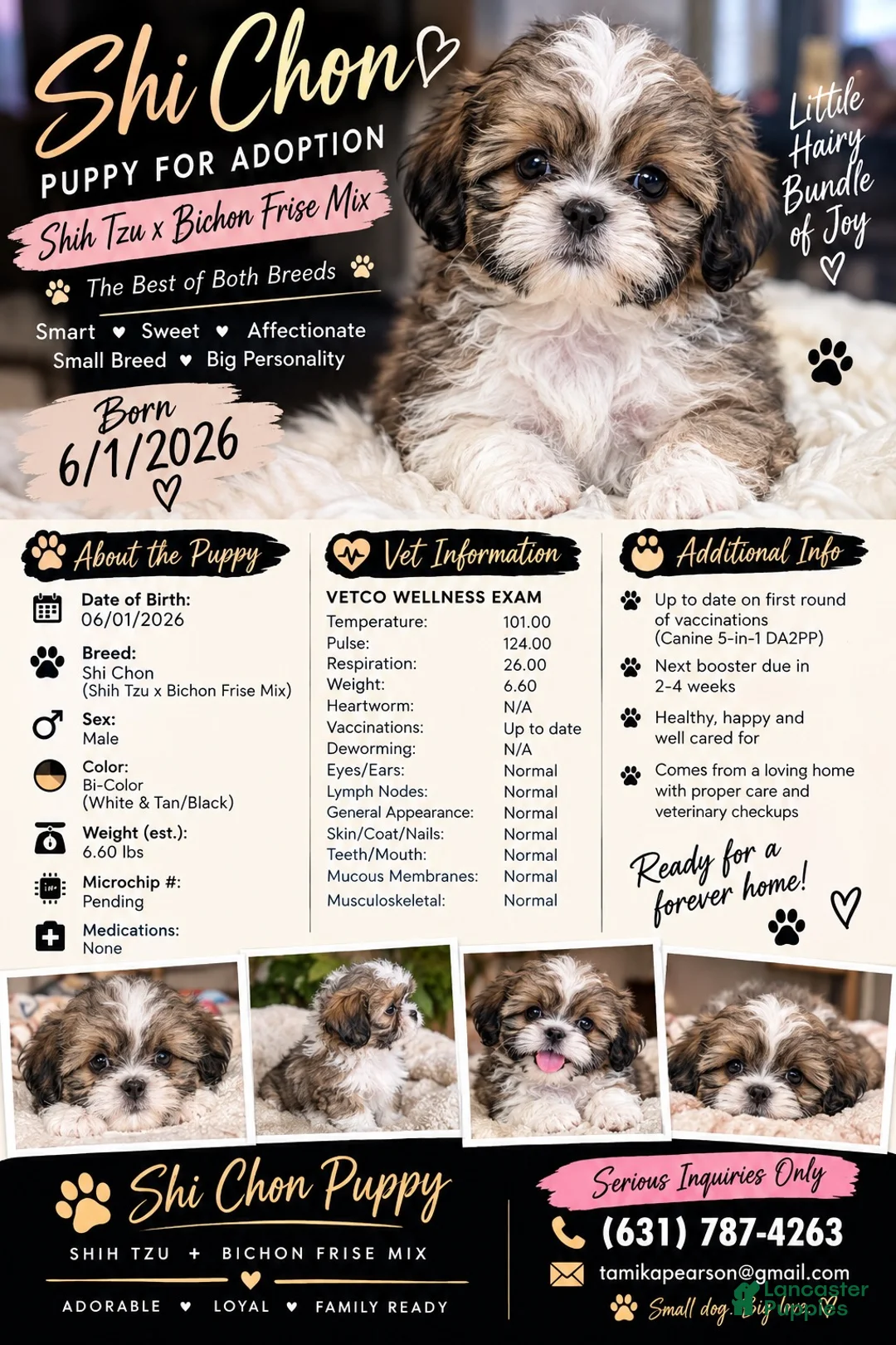 Teddy Bear dogs for sale: Teddy Bear 1 - Ad 2
