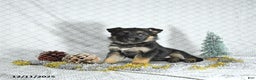 German Shepherd dogs for sale: Bella   - Ad 2