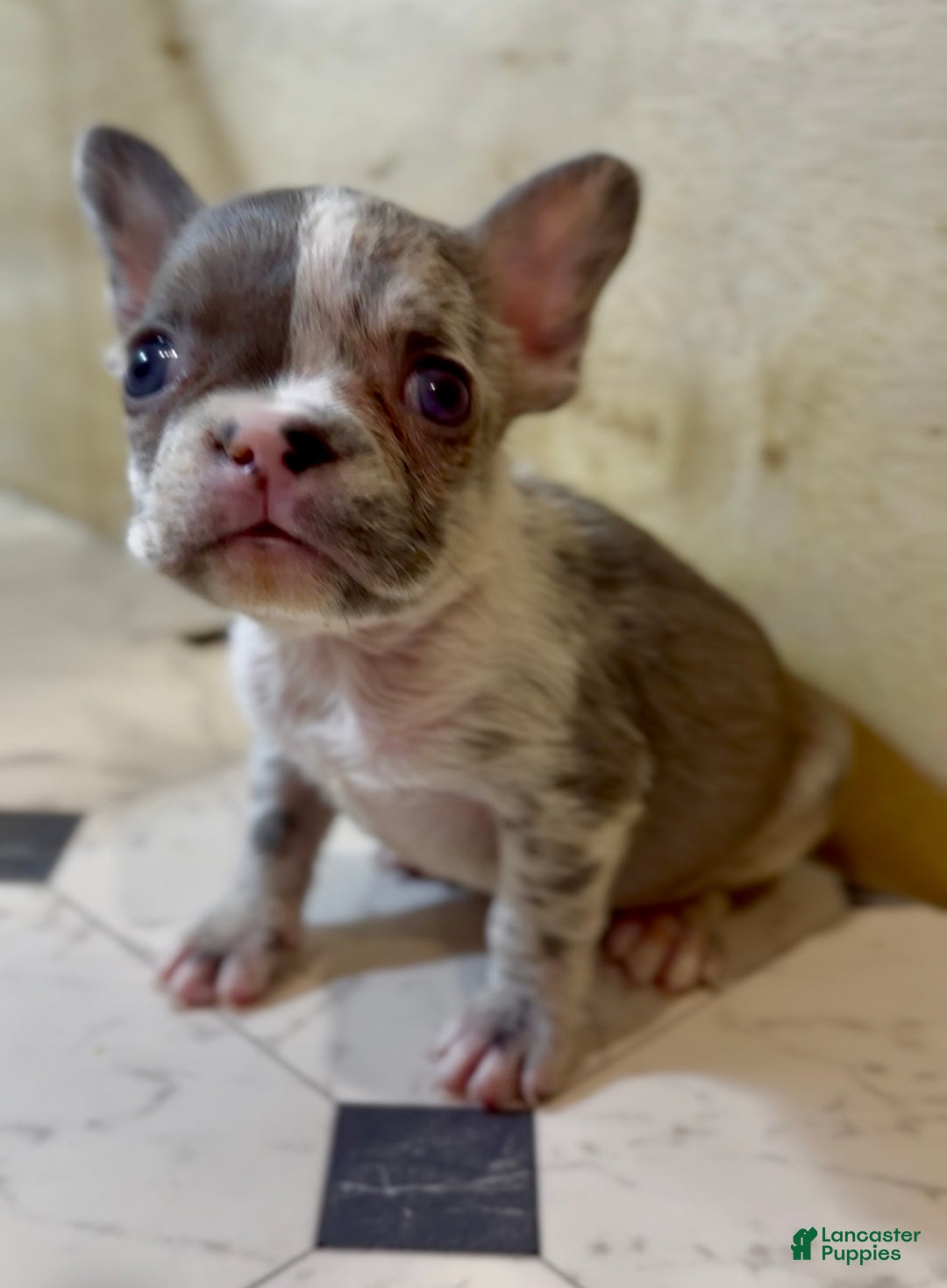 French Bulldog dogs for sale: Rolex - Ad 2