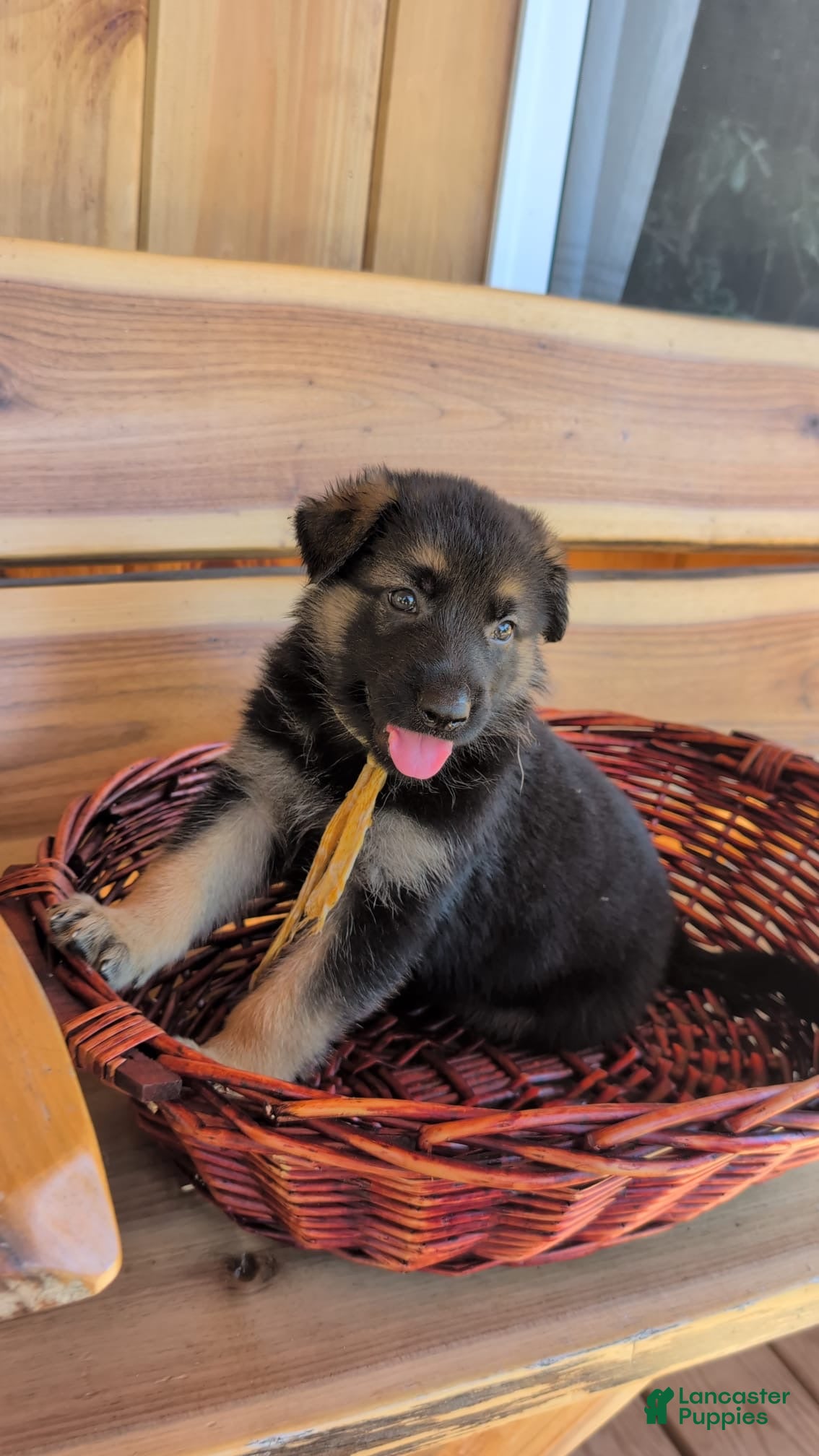 German Shepherd