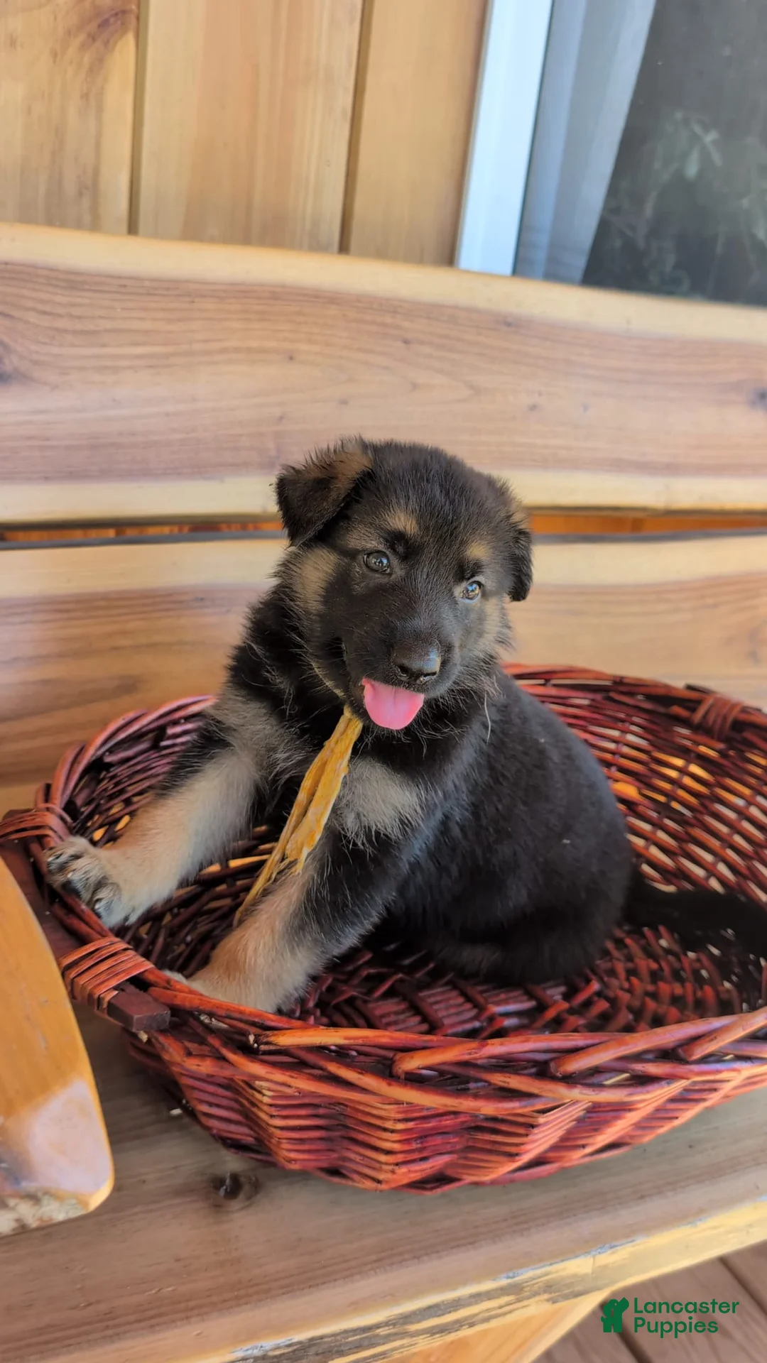 German Shepherd dogs for sale: 🐾DIESEL 🐾 - Ad 1