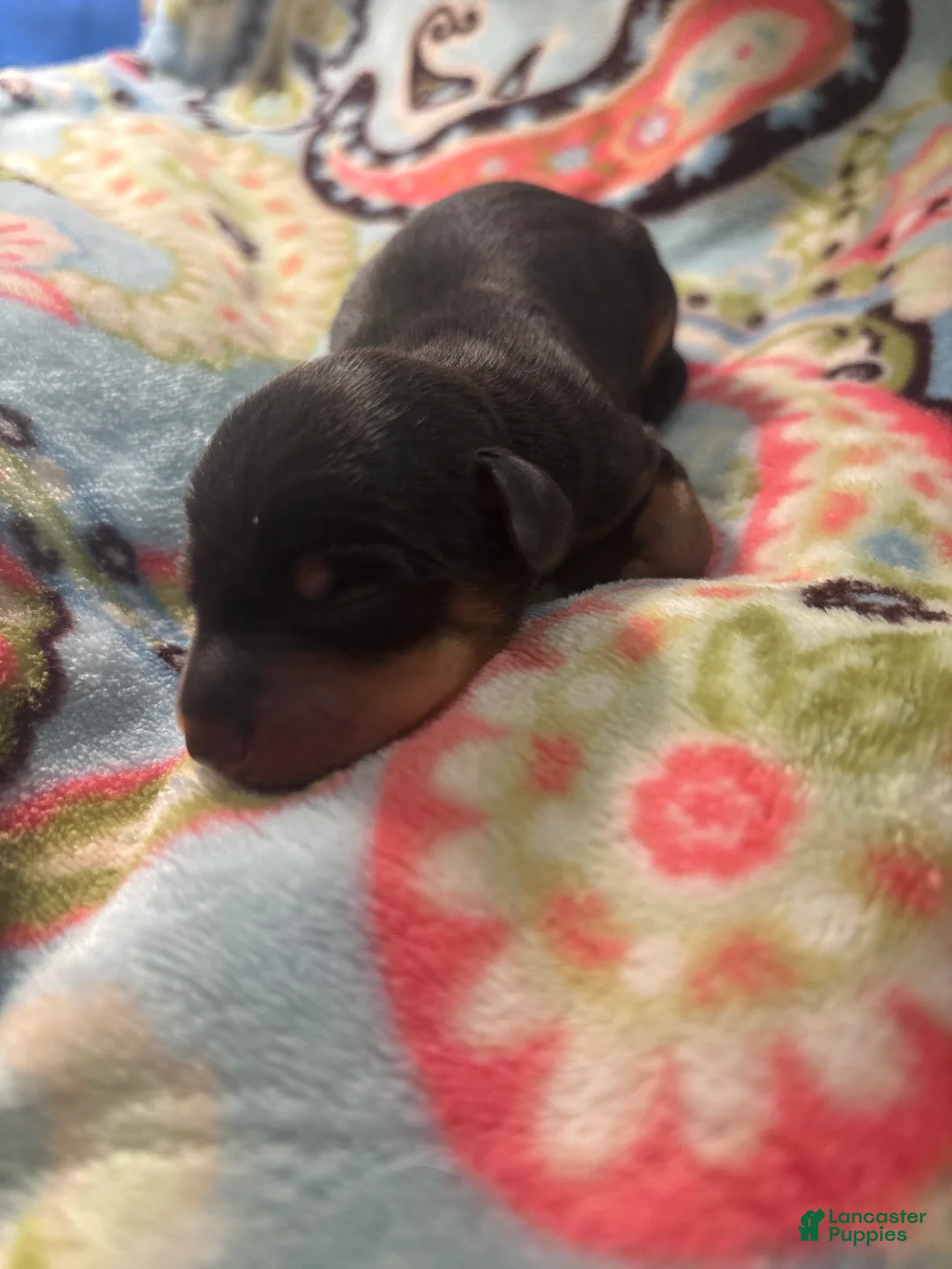 Miniature Pinscher dogs for sale: Honey - Ad 1