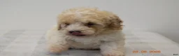 Miniature Poodle dogs for sale: Chelsie - Ad 2