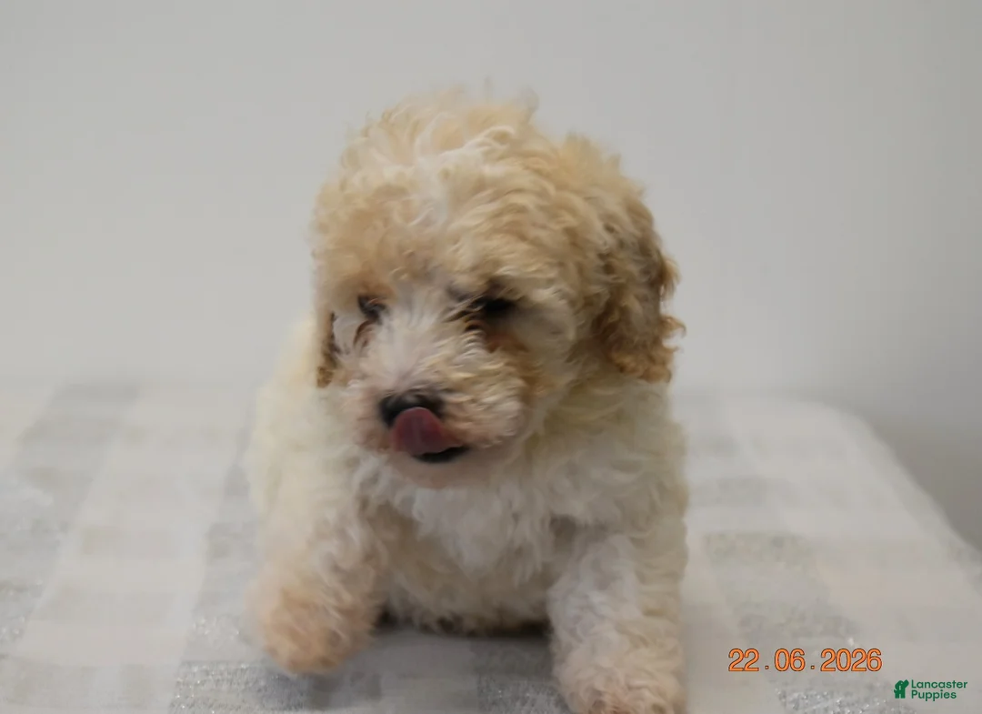 Miniature Poodle dogs for sale: Chelsie - Ad 2