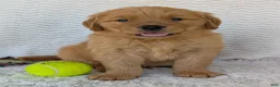Golden Retriever dogs for sale: Hunter - Ad 5