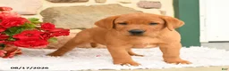 Labrador Retriever dogs for sale: Thumper - Ad 4