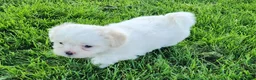 Teddy Bear dogs for sale: Bullet - Ad 8