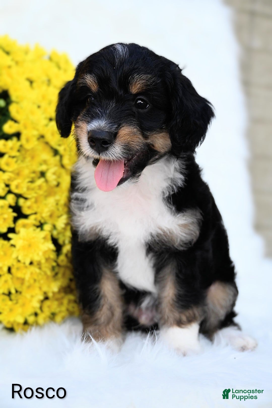 Mini Aussiedoodle dogs Rosco - Ad 2