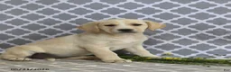 Mixed Breed dogs for sale: Rachel - Ad 4